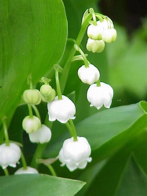 muguet definition.